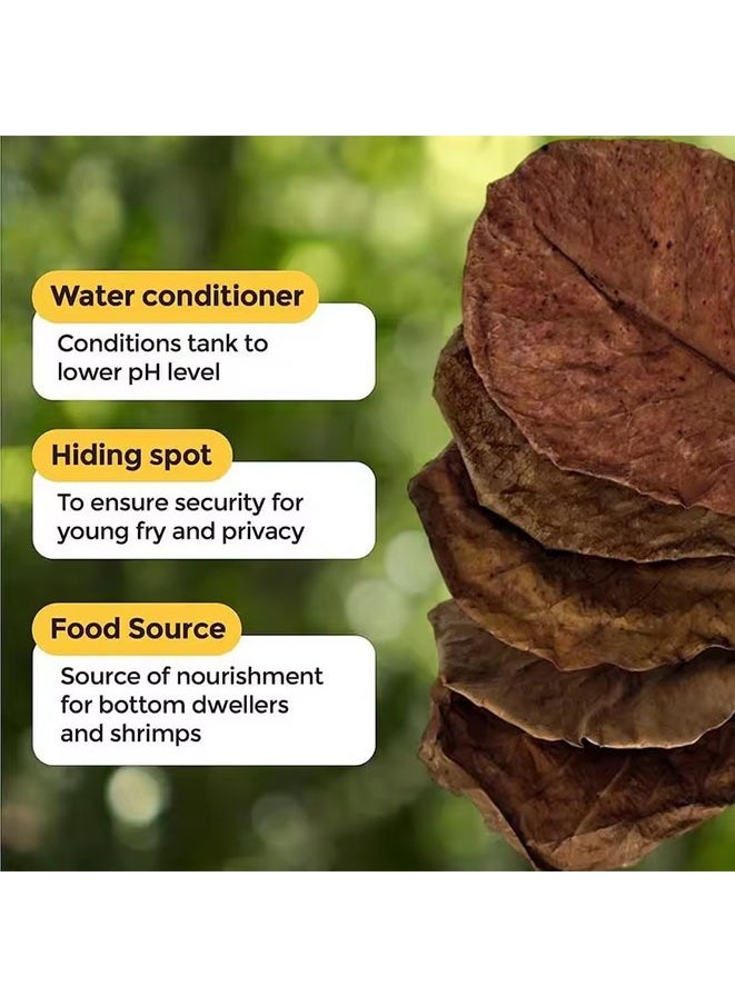 Generic 20PCS Cleaning Aquarium Tank Natural Terminalia Catappa Foetida Leaf,PH Balance Water Conditioner,Almond Leaves Aquarium Clean Tools ​For Turtles Shrimps Catfish  - Image 3