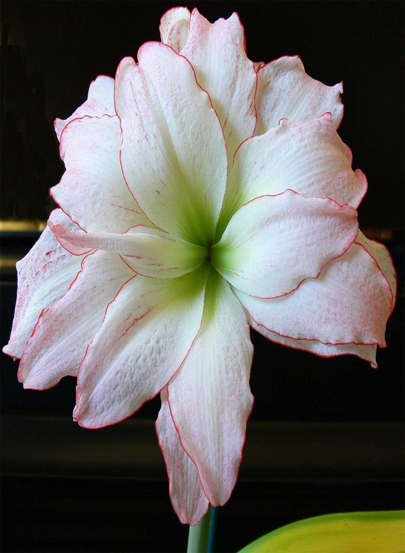 جي جوت 2 قطعة أمارلس زينة رائعة لتزيين الممرات في Hof mit Blumenbeeten Amaryllis تمنحك المزيد من الديكورات من Gängen Corridoren Einfach zu pflanzen - Image 1