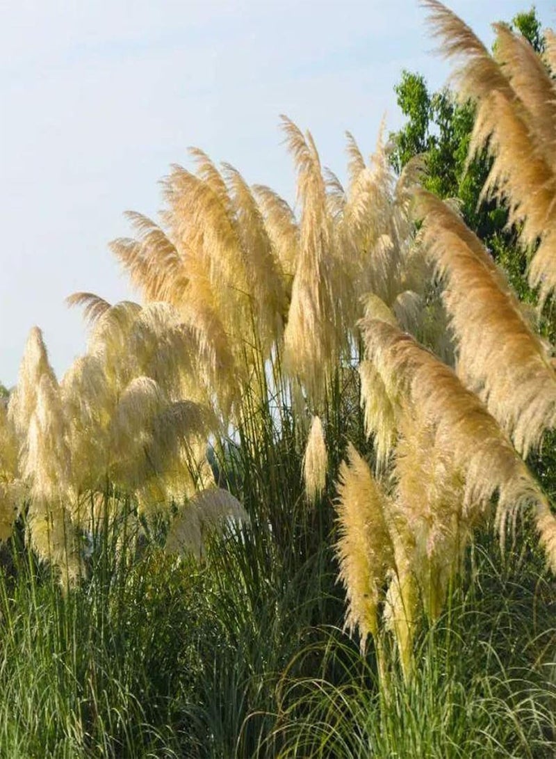 GGOOT 350Pcs Pampas Grass Hardy Plant Seeds Fast Germination Multicolor Pampas Grass Plant Ornamental Seeds Outdoor Yellow Pampas Grass Seeds - Image 3
