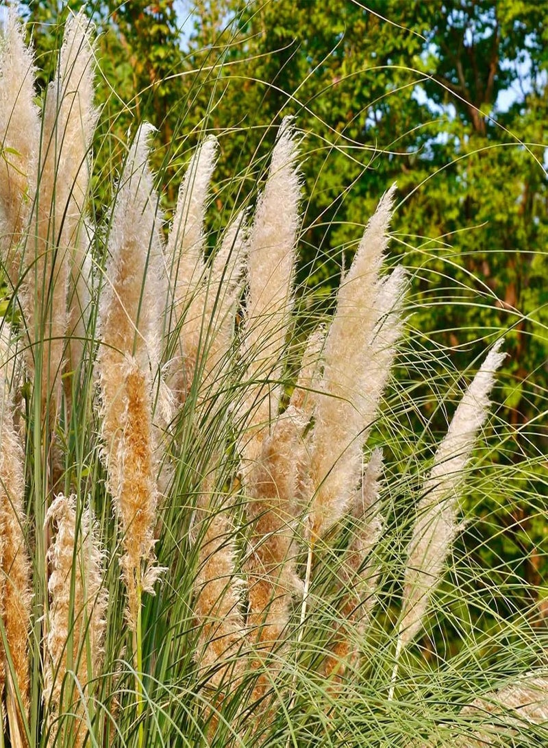 GGOOT 350Pcs Pampas Grass Hardy Plant Seeds Fast Germination Multicolor Pampas Grass Plant Ornamental Seeds Outdoor Yellow Pampas Grass Seeds - Image 4