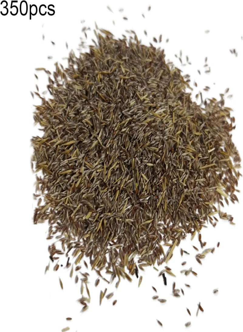 GGOOT 350Pcs Pampas Grass Hardy Plant Seeds Fast Germination Multicolor Pampas Grass Plant Ornamental Seeds Outdoor Yellow Pampas Grass Seeds - Image 5