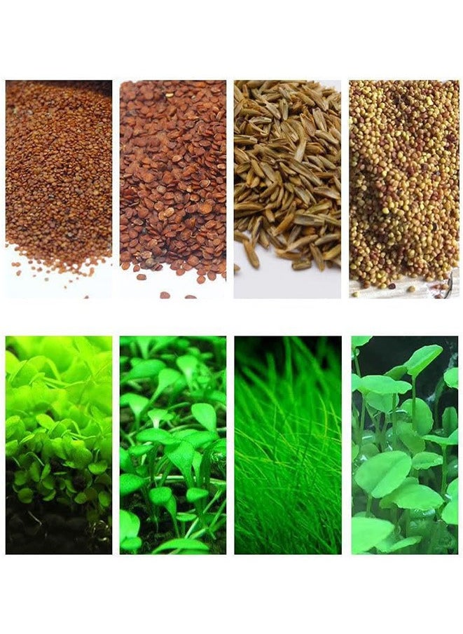 Beauenty 4 Pack Aquarium Plant S.e.e.d Set, Aquarium Carpet, for Fresh Water Fish Tank,Easy To Plant,High survival rate（10G/Pack/‌≥1000PCS ）  - Image 1