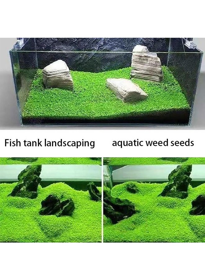 Beauenty 4 Pack Aquarium Plant S.e.e.d Set, Aquarium Carpet, for Fresh Water Fish Tank,Easy To Plant,High survival rate（10G/Pack/‌≥1000PCS ）  - Image 4