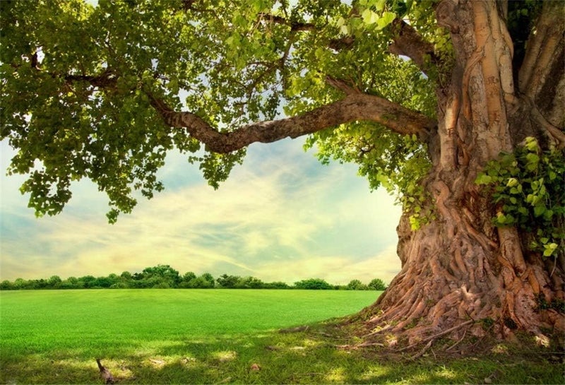 Yeele 10x8ft Spring Backdrop for Photography Spring Park Meadow Old Tree Background Outdoor Picnic Nature Scenery Kids Adult Photo Booth Shoot Vinyl Studio Props - Image 1