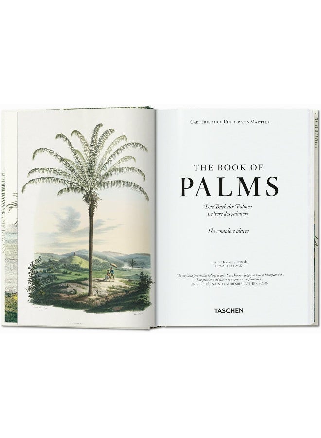 مارتيوس. كتاب النخيل. الطبعة 45. - Image 2