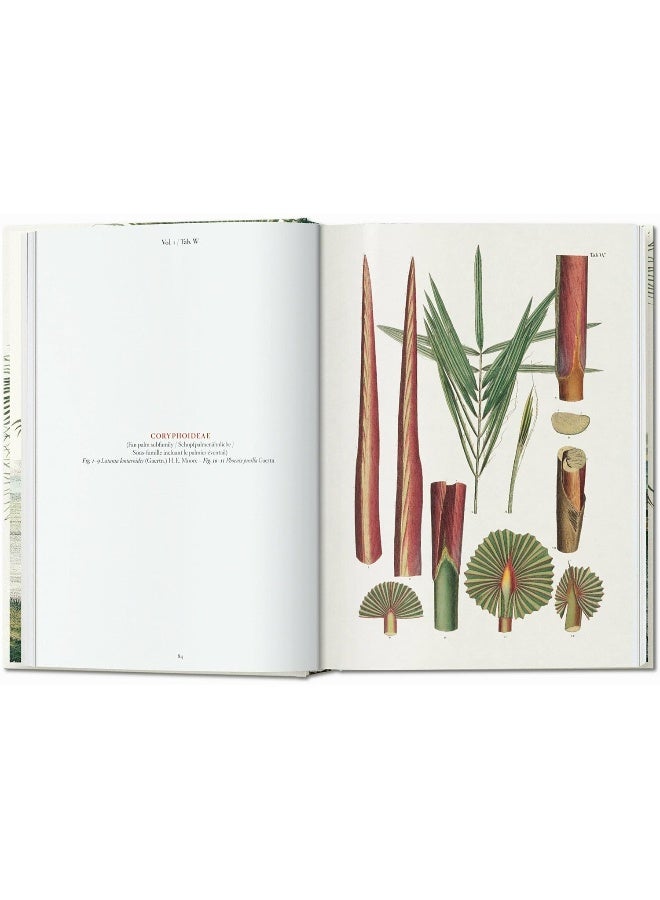 مارتيوس. كتاب النخيل. الطبعة 45. - Image 4