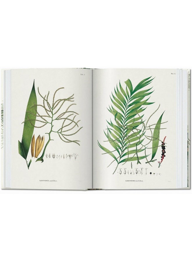 مارتيوس. كتاب النخيل. الطبعة 45. - Image 5