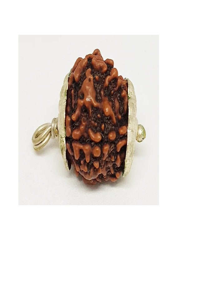 Certified Gems 4 Mukhi Rudraksha Original Certified with Pendant 18mm 4 Mukhi Rudraksha Nepali 4 Face Rudraksha Original Nepal 4 मुखी रुद्राक्ष Char Mukhi Rudraksha 4 Mukhi Nepal Rudraksha by Certified Gems - Image 2