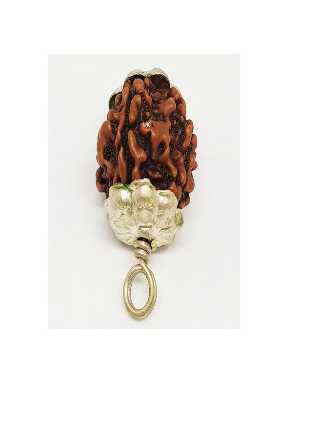 Certified Gems 4 Mukhi Rudraksha Original Certified with Pendant 18mm 4 Mukhi Rudraksha Nepali 4 Face Rudraksha Original Nepal 4 मुखी रुद्राक्ष Char Mukhi Rudraksha 4 Mukhi Nepal Rudraksha by Certified Gems - Image 3
