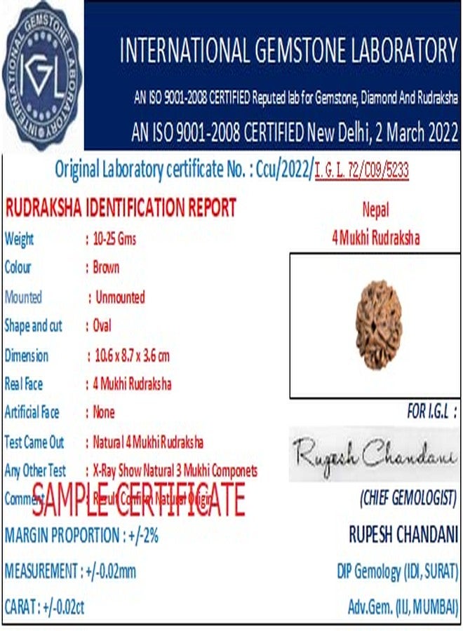 Certified Gems 4 Mukhi Rudraksha Original Certified with Pendant 18mm 4 Mukhi Rudraksha Nepali 4 Face Rudraksha Original Nepal 4 मुखी रुद्राक्ष Char Mukhi Rudraksha 4 Mukhi Nepal Rudraksha by Certified Gems - Image 5