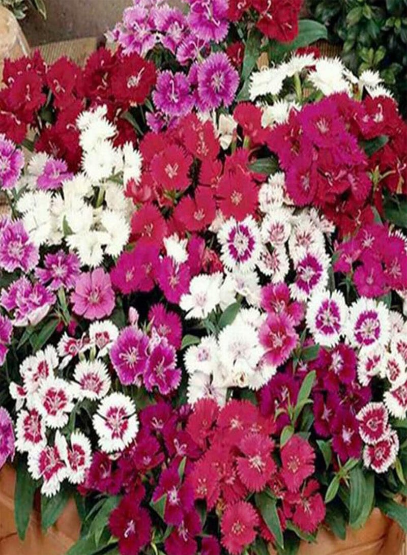 جي جوت 50 بذرة من سلة الباستيل بيبي دول، ازرع/ازرع أزهارًا وردية أرجوانية بيضاء معطرة