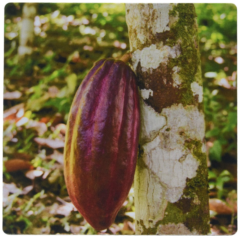 3dRose Belize, Punta Gorda, Agouti Cacao Farm, Ripe Cacao Pod - Mouse Pad, 8 by 8" (mp_187553_1) - Image 4