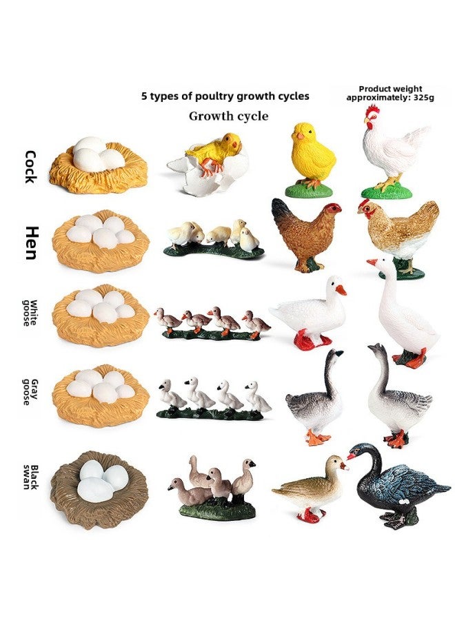 Children's Cognitive Simulation Wild Animal Model Toy Jungle Thorn Group Hedgehog Mouse Burr Stealing Melon Badger Hedgehog Ornaments-Color:Poultry Growth Cycle 5 Models Suit  - Image 1