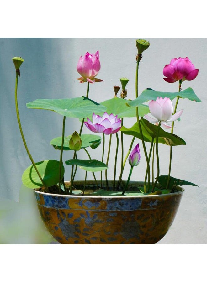 Ficoszo 30PCS Bowl Lotus Seeds Bonsai Lotus Seeds for Planting Water Lily Flower Aquatic Plants Seed Pond Plants Non GMO Home Garden Plant Seed Flowering Aquatic Bonsai Plant (Nelumbo) - Image 2