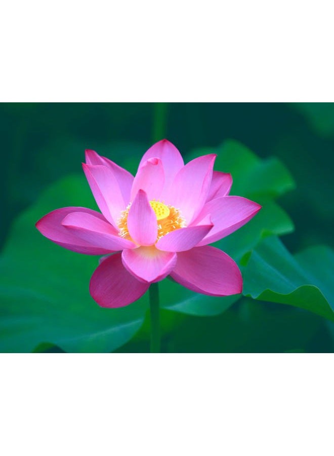 Ficoszo 30PCS Bowl Lotus Seeds Bonsai Lotus Seeds for Planting Water Lily Flower Aquatic Plants Seed Pond Plants Non GMO Home Garden Plant Seed Flowering Aquatic Bonsai Plant (Nelumbo) - Image 4