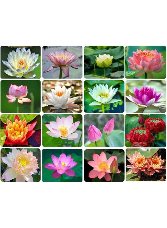 Ficoszo 30PCS Bowl Lotus Seeds Bonsai Lotus Seeds for Planting Water Lily Flower Aquatic Plants Seed Pond Plants Non GMO Home Garden Plant Seed Flowering Aquatic Bonsai Plant (Nelumbo) - Image 1