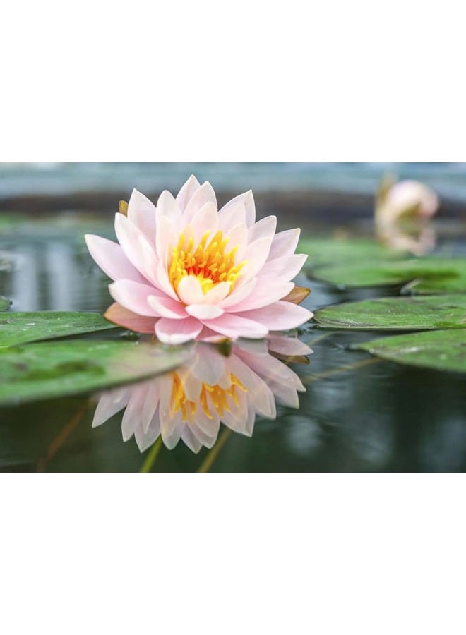 Ficoszo 30PCS Bowl Lotus Seeds Bonsai Lotus Seeds for Planting Water Lily Flower Aquatic Plants Seed Pond Plants Non GMO Home Garden Plant Seed Flowering Aquatic Bonsai Plant (Nelumbo) - Image 5