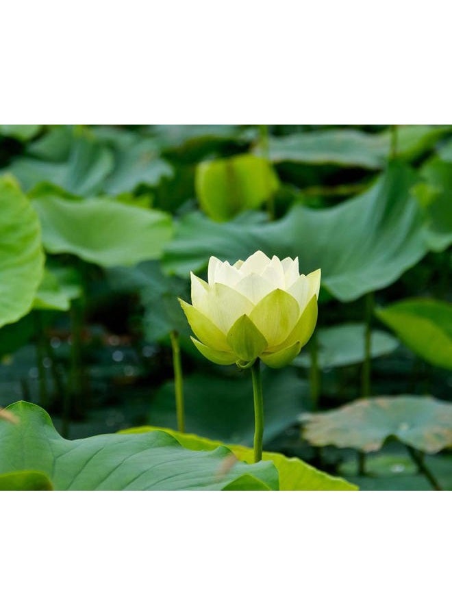 Ficoszo 30PCS Bowl Lotus Seeds Bonsai Lotus Seeds for Planting Water Lily Flower Aquatic Plants Seed Pond Plants Non GMO Home Garden Plant Seed Flowering Aquatic Bonsai Plant (Nelumbo) - Image 3