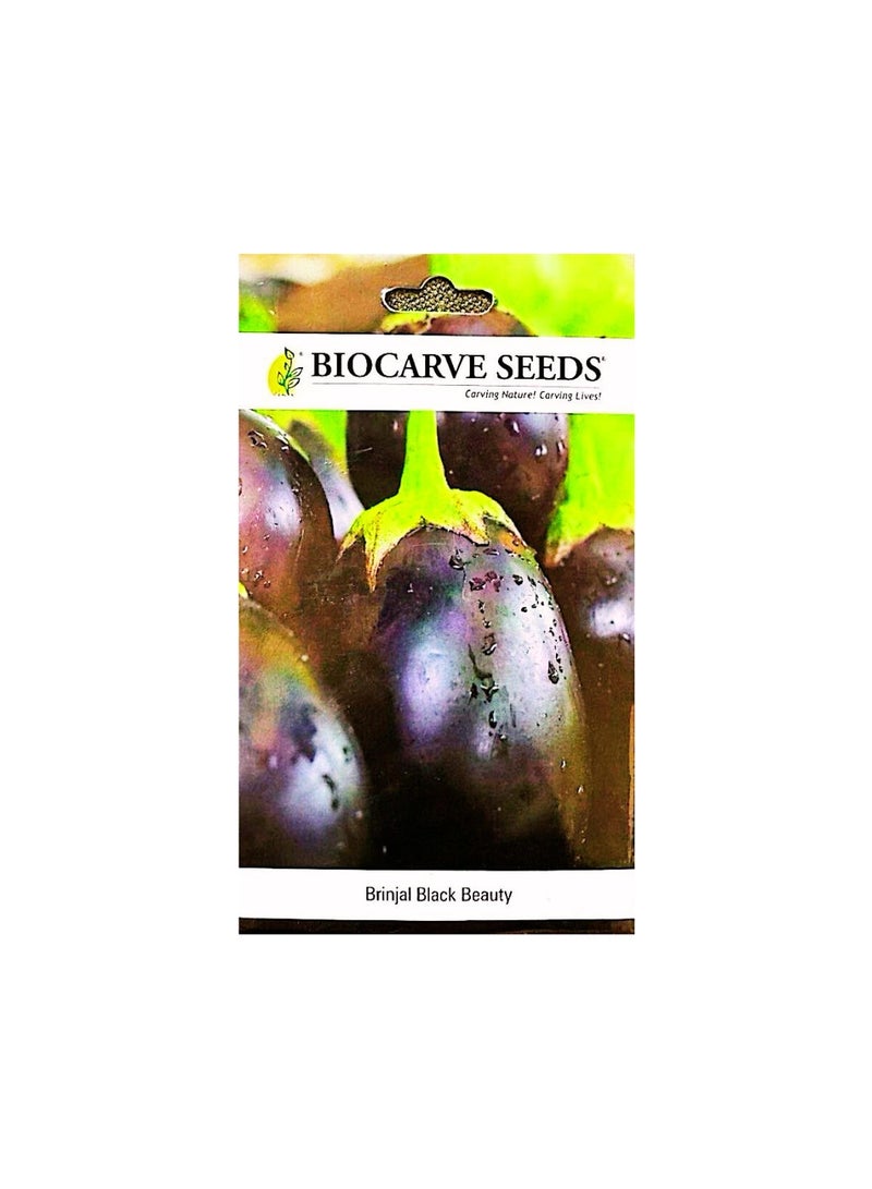 BIOCARVE SEEDS Black Beauty Eggplant Seeds