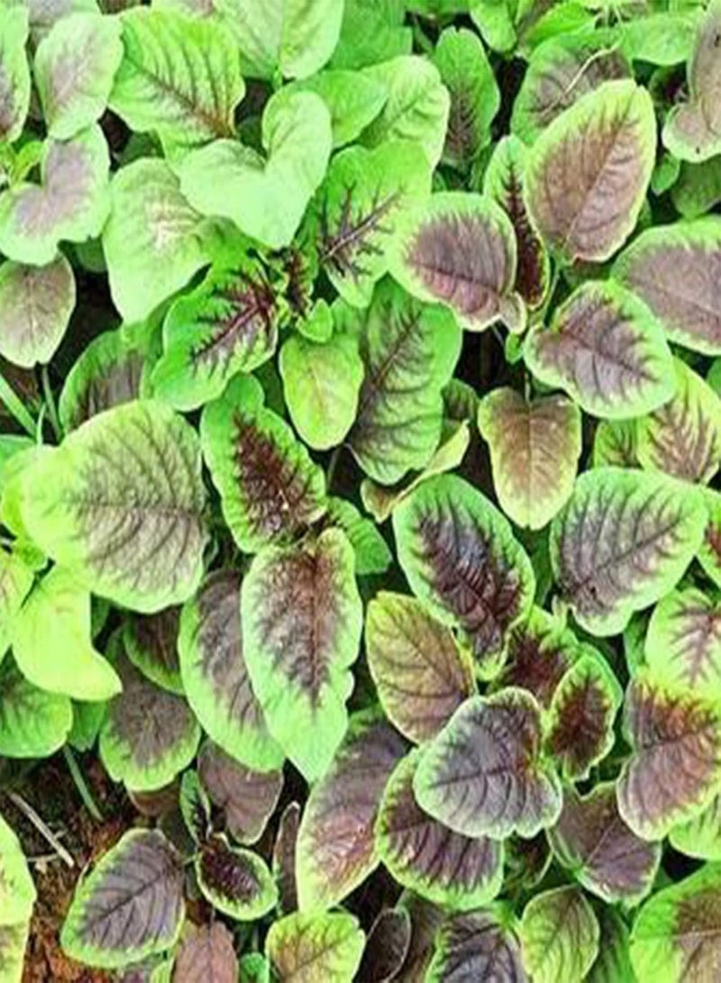Green Garden Flower Plants-500Pcs/Bag Vegetable Seeds Red Stripe Leaf Open Pollinated Non-GMO Amaranth Spinach Plant Garden Seeds for Agriculture - Seeds