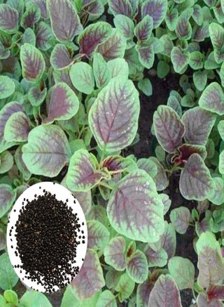 Green Garden Flower Plants-500Pcs/Bag Vegetable Seeds Red Stripe Leaf Open Pollinated Non-GMO Amaranth Spinach Plant Garden Seeds for Agriculture - Seeds - pzsku/Z67E3FBEECA651C9F55AFZ/45/_/1735446690/961a2e7d-869d-4b1c-be3d-65f1b4d74581