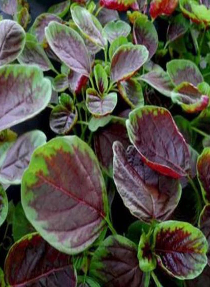 Green Garden Flower Plants-500Pcs/Bag Vegetable Seeds Red Stripe Leaf Open Pollinated Non-GMO Amaranth Spinach Plant Garden Seeds for Agriculture - Seeds
