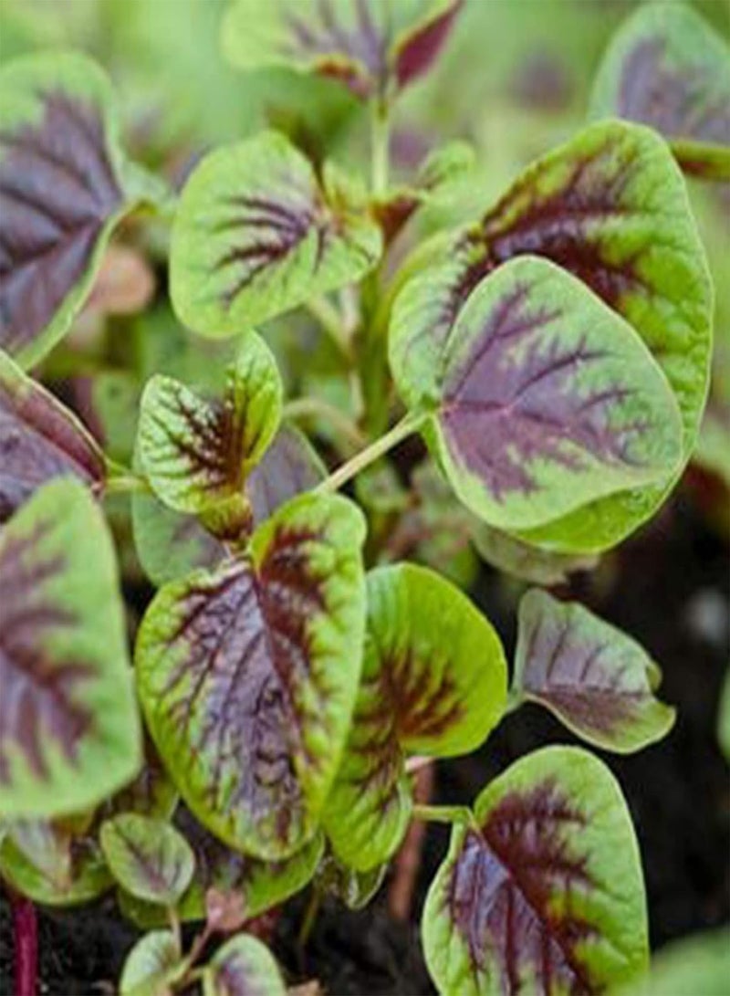 Green Garden Flower Plants-500Pcs/Bag Vegetable Seeds Red Stripe Leaf Open Pollinated Non-GMO Amaranth Spinach Plant Garden Seeds for Agriculture - Seeds