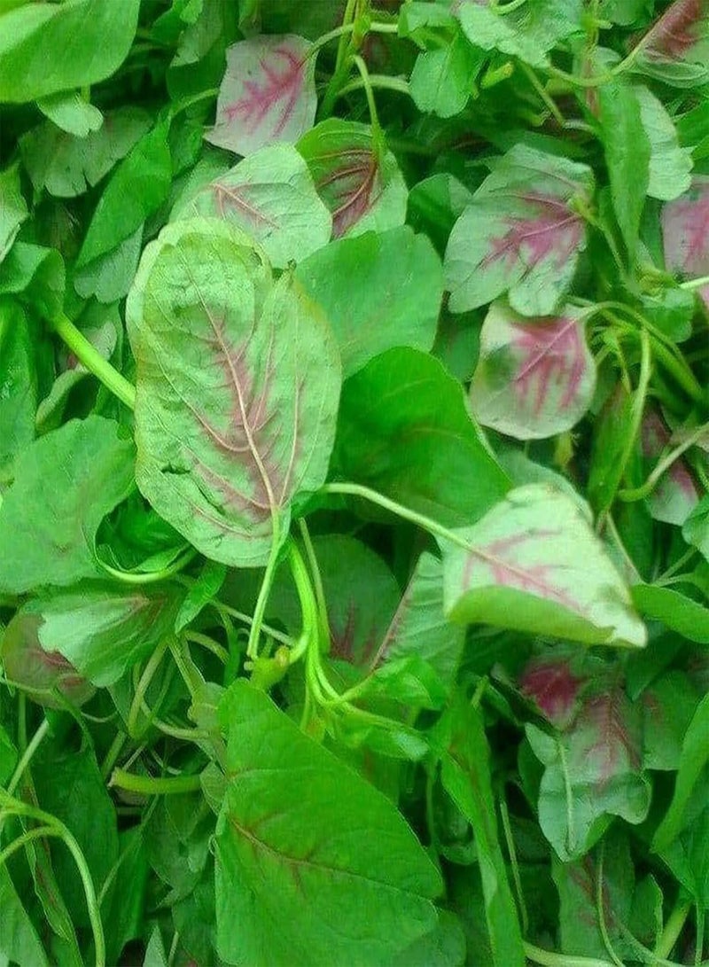 Green Garden Flower Plants-500Pcs/Bag Vegetable Seeds Red Stripe Leaf Open Pollinated Non-GMO Amaranth Spinach Plant Garden Seeds for Agriculture - Seeds