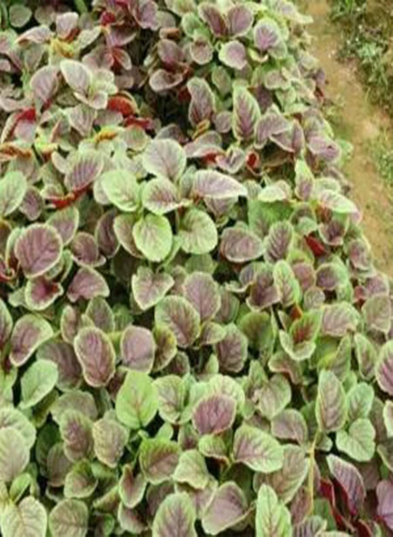 Green Garden Flower Plants-500Pcs/Bag Vegetable Seeds Red Stripe Leaf Open Pollinated Non-GMO Amaranth Spinach Plant Garden Seeds for Agriculture - Seeds