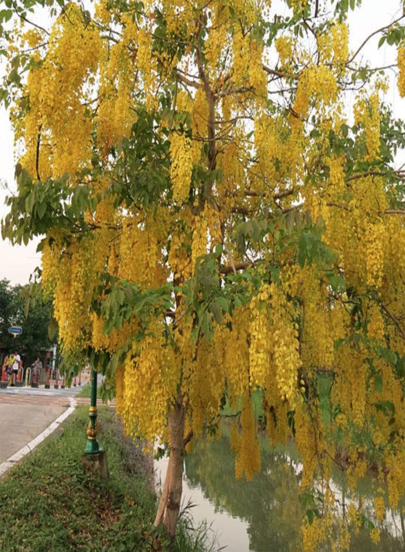 5 Seeds of Exotic - Golden Shower - Cassia Fistula