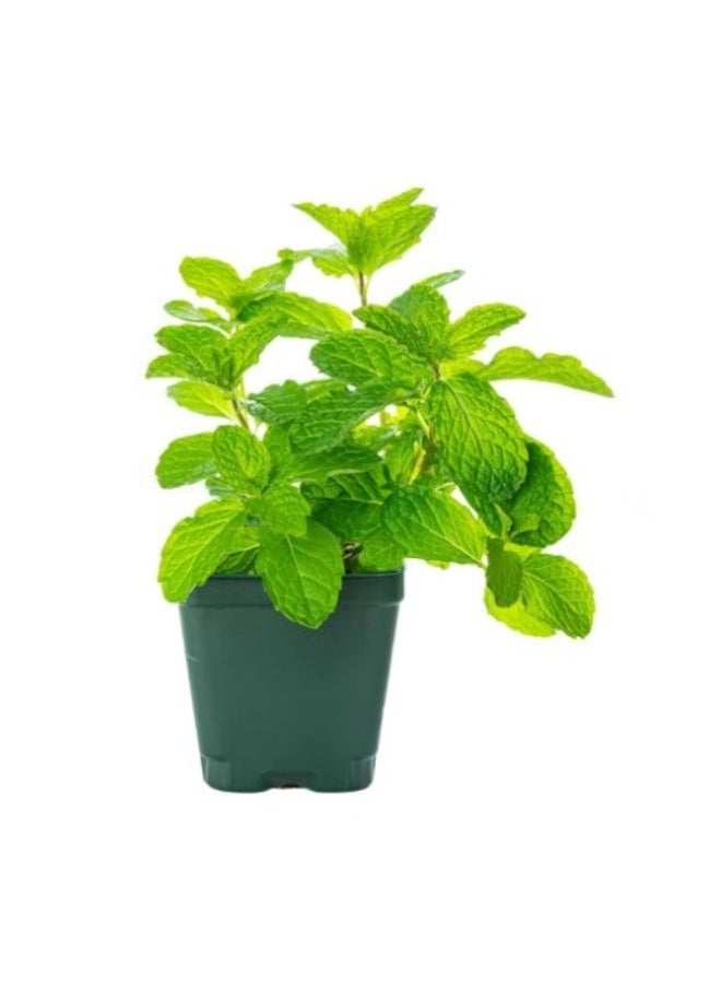 1000 قطعة من بذور النعناع الصالحة للأكل للزراعة