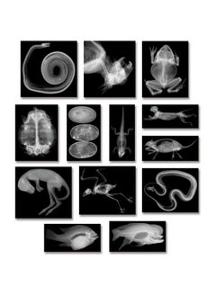 R5910 Animal Xray Set, 8" X 10" Size