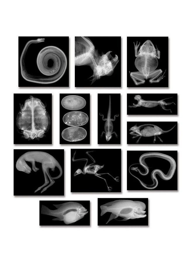 Roylco R5910 Animal Xray Set, 8" X 10" Size  - Image 1