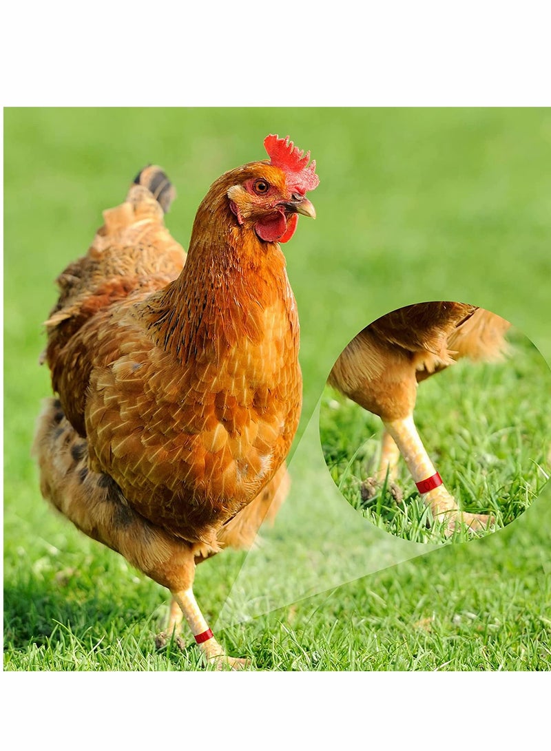 KASTWAVE Chicken Leg Rings, Numbered Chicken Leg Bands, Colorful Poultry Leg Bands, Clip-on Chicken Ankle Rings, for Ducks Chicks Chicken Guinea Pigeons Goose, 100 Pieces, 5 Colors - Image 4