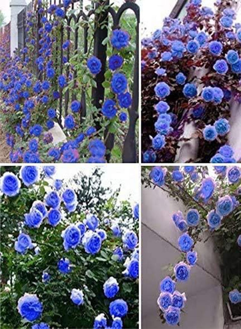 GGOOT seeds Fresh 10 Pcs Climbing Rose Flower Seeds for Planting Light Blue