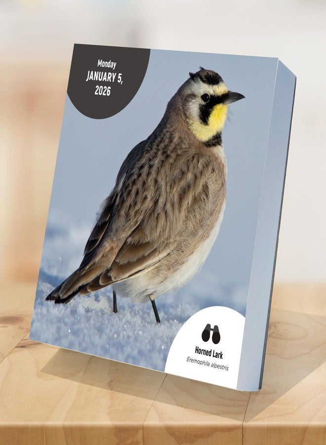 TF Publishing 2026 Birds: Backyard & Beyond Daily Desktop Calendar - Home and Office Organization - Small Desk Calendar 2026 w/Full-Color Tear-Off Pages and Standing Cardboard Easel - 5.25in x 5.25in - Image 5