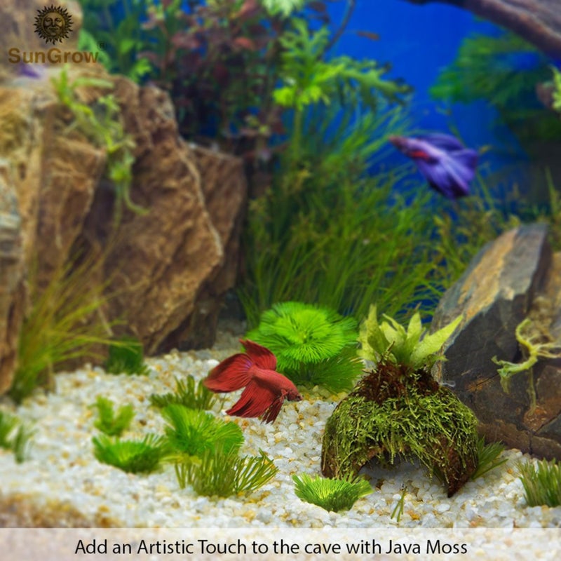 SunGrow Betta Fish Cave, Habitat Made from Coconut Shell, Soft-Textured Smooth Edged Spacious Hideout, for Resting and Breeding, 1 Pc - Image 4