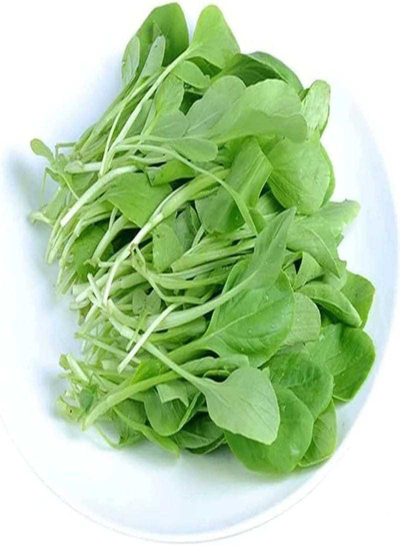 GGOOT 300pcs graines d'épinards pures naturelles exotiques adaptées à Tout Amateur facile survivre Jardin Haut rendement Unique décoration légume pas besoin de trop de Soin profiter de la récolte - Image 1