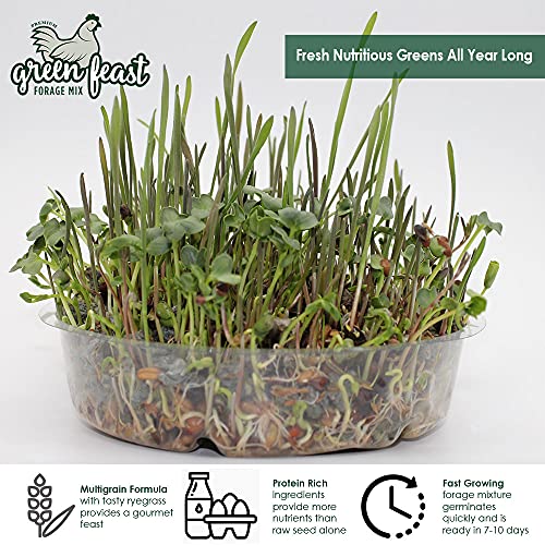 Amturf Green Feast Forage Mix, Brown,2 Lb Bag, 36018S - Image 2