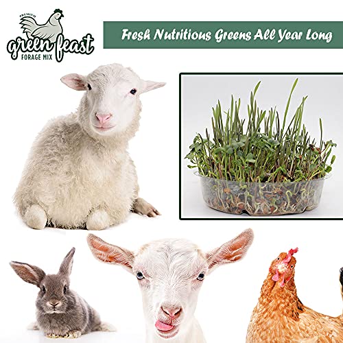 Amturf Green Feast Forage Mix, Brown,2 Lb Bag, 36018S - Image 5