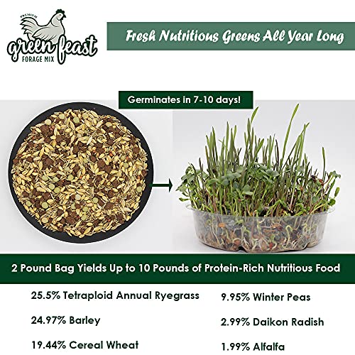 Amturf Green Feast Forage Mix, Brown,2 Lb Bag, 36018S - Image 3