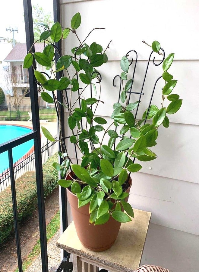 Mklsit 4 Pack 23'' Metal Garden Trellis for Climbing Plants Outdoor, Indoor Plant Trellis Support for Potted Plants, Rustproof Pot Trellis for Houseplant Flower Vines Ivy, Wave Shape, Black - Image 4
