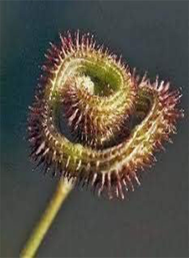 GGOOT 25 Caterpillar Plant Seeds