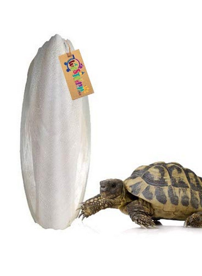 Western Era Natural High Calcium Source Cuttlebone Fish For Turtle (300Grm) - Image 1