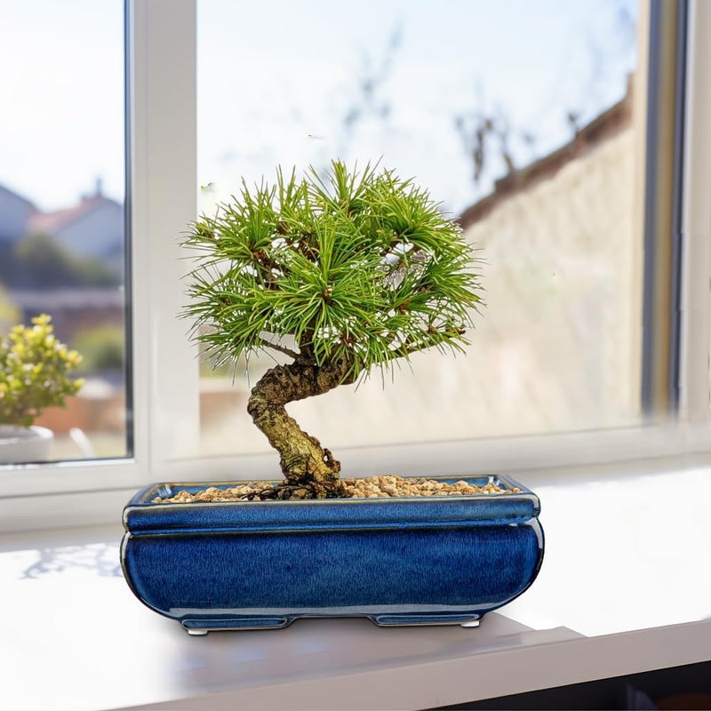 Villa Como Succulent Planters Bonsai Pots for Live Bonsaii Trees Set of 2, 8.7" Large Ceramic Shallow Pot for Succulents Indoor with Drainage Hole, Outdoor Cactus Plant Bonsai Pots, Ceramic Flower Pot - Image 5