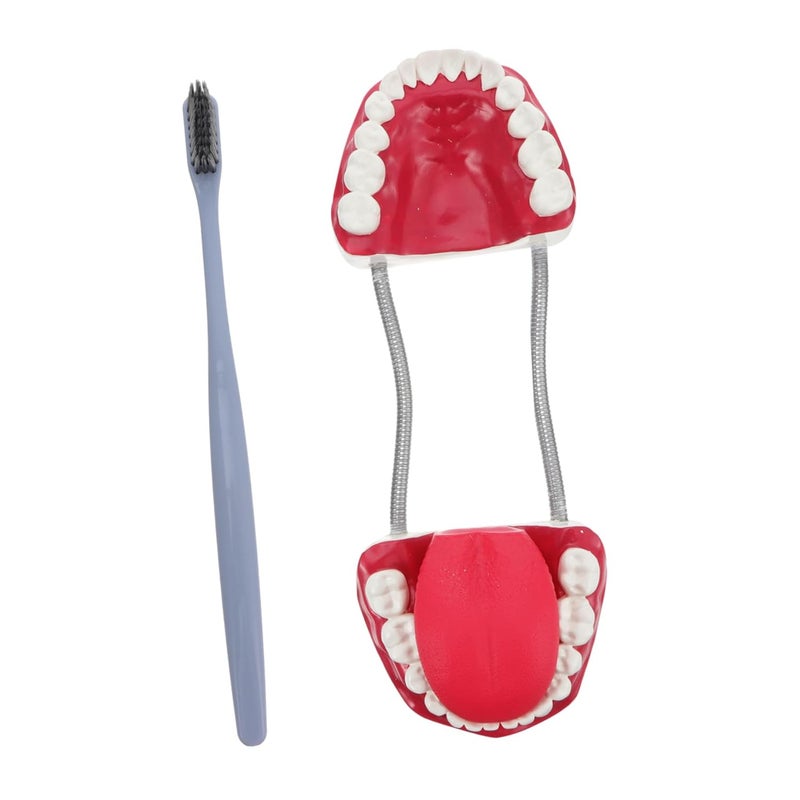 Dental Typodont Model For Teaching Student Practice Oral Hygiene Education - Image 1