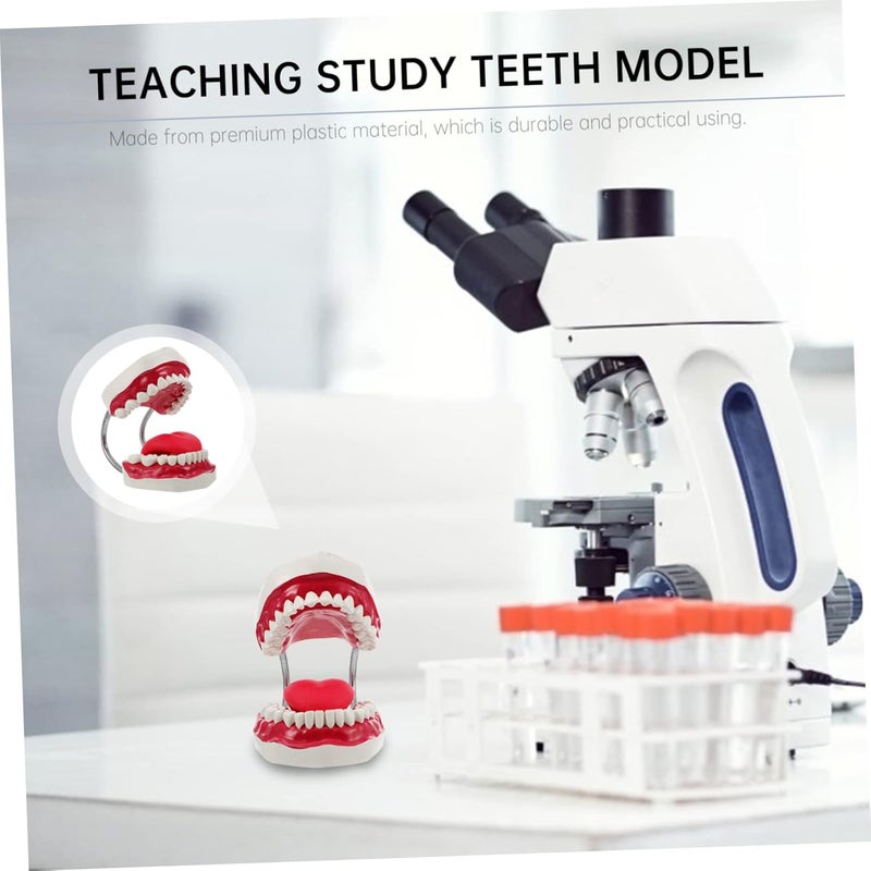 Dental Typodont Model For Teaching Student Practice Oral Hygiene Education - Image 5