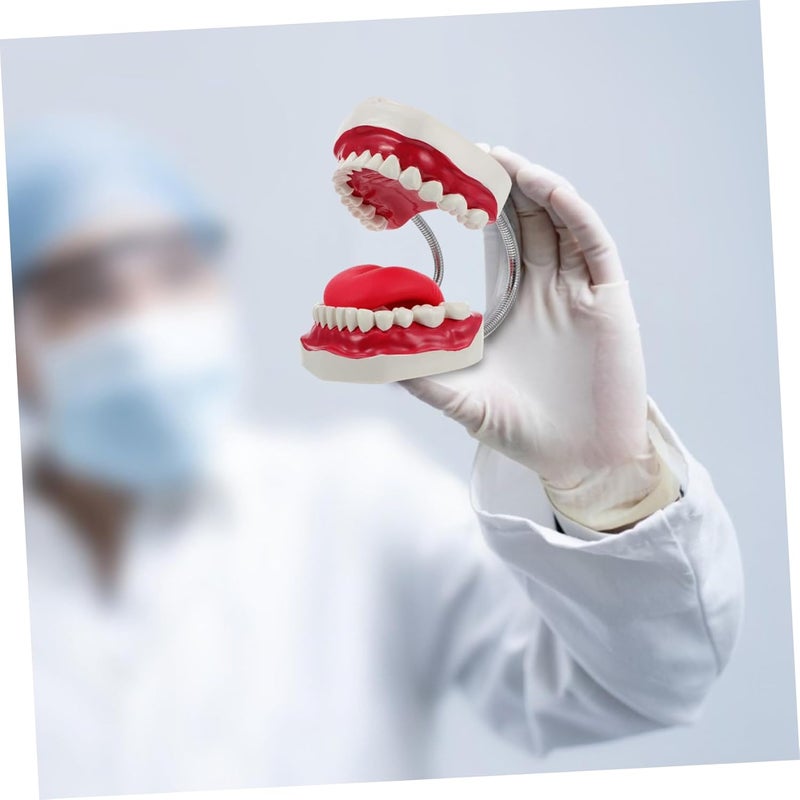 Dental Typodont Model For Teaching Student Practice Oral Hygiene Education - Image 4