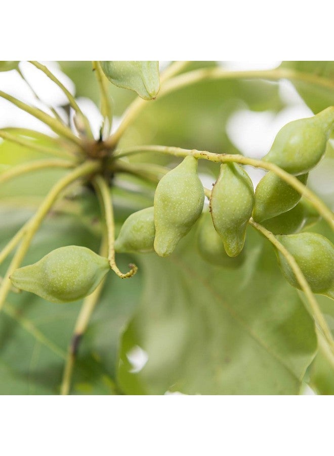 لاذر كريم الليل البرقوق الأسترالي، 1.8 أونصة - Image 5