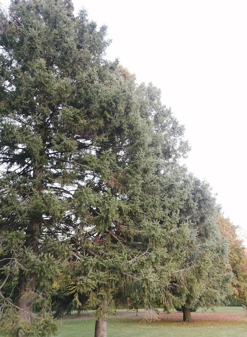 GGOOT White Spruce 30 Seeds – Picea glauca Canada Native Tree, Evergreen Conifer, Grown for Christmas Trees, Bonsai Houseplant, Privacy Screen & Windbreak  - Image 1